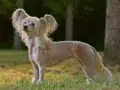 Un elegante crestado chino, con su pelaje distintivo y orejas emplumadas, posa en un prado al atardecer.