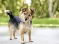 Perro de tamaño mediano, pelaje marrón y negro, con orejas puntiagudas. Sus posturas de perros significado pueden variar, pero esta parece curiosa.