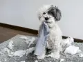 Perro blanco y gris con un calcetín en la boca, sentado sobre una alfombra llena de relleno. ¡Mi perro muerde todo!