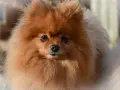 Un adorable Pomerania de pelaje naranja y blanco, mostrando la variedad de pomerania tipos.