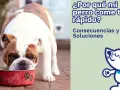 Un bulldog inglés come su comida muy rápido de un cuenco rojo. El texto pregunta: "¿Por qué mi perro come tan rápido?".