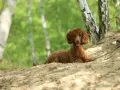 Un bernedoodle mini de pelaje rizado y color canela descansa en una duna de arena, rodeado de árboles y follaje verde.