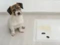 Perro sentado junto a una alfombrilla de entrenamiento con excrementos y orina. Un paso más para enseñar a un perro a hacer sus necesidades.