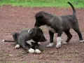 Dos cachorros interactúan en el suelo. Uno está acostado, el otro de pie. A veces, mi perro no mueve la cola cuando lo acaricio, pero estos cachorros parecen curiosos.