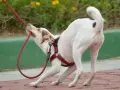 Mi cachorro no quiere salir a la calle. Se aferra a la correa con sus dientes, ¡parece que prefiere quedarse en casa!