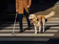 Un hombre con bastón blanco y un perro guía cruzan la calle. Los perros ciegos sufren, pero este perro ayuda a su dueño a navegar el mundo.