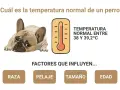 Un perro francés descansa, con un termómetro que indica la temperatura normal de 38-39.2°C. Ideal para el verano.