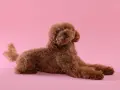 Caniche marrón con pelo rizado, un ejemplo de los tipos de caniches tamaños, posando sobre fondo rosa.