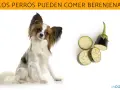 Un perro adorable mira atentamente mientras se presentan rodajas de berenjena, sugiriendo que los perros pueden comer berenjena.