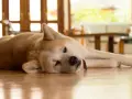 Mi perro no puede andar de repente. Este Akita descansa en el suelo, con la cabeza apoyada en sus patas delanteras.