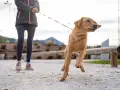 Un perro tira de la correa con entusiasmo, saltando en el aire mientras su dueño lo sujeta.
