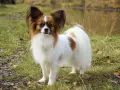 Un adorable papillon perro, con sus orejas grandes y peludas, posa en un prado verde cerca de un estanque.