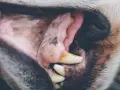 Boca de perro con encías blancas y rosadas, mostrando dientes amarillentos y una pequeña mancha oscura.