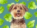 Un perro feliz rodeado de hojas de lechuga, demostrando que los perros pueden comer lechuga.