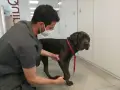 Veterinario examina a un perro grande que cojea de una pata delantera. El perro tiene un collar rojo.