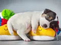 Un tierno cachorro duerme plácidamente sobre unos zapatitos amarillos con caritas sonrientes. Parece que mi perro no quiere comer y solo quiere dormir.