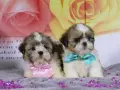 Dos adorables cachorros de perro shih tzu, uno con un lazo rosa y otro con uno turquesa, posan sobre un fondo floral.