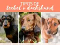 Tres tipos de teckel: pelo duro, pelo largo y pelo corto, cada uno con su encanto único.