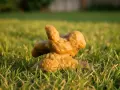Excremento de perro con diarrea amarilla sobre césped verde.