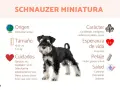 Schnauzer miniatura: carácter equilibrado, inteligente y cariñoso. Un perro activo y sociable.