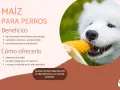 Un perro blanco disfruta de una mazorca de maíz, destacando los beneficios y cómo ofrecer maíz a los perros.