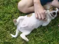 Un cachorro adorable con barriga hinchada juega en la hierba.
