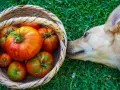 Un perro curioso olfatea una cesta llena de tomates rojos y verdes. ¿Sabías que los perros pueden comer tomate?