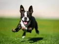 Un Boston Terrier con **zoomies** corre feliz por el césped, con las patas en el aire y la lengua fuera.