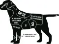 Mapa de zonas de caricias para un perro, indicando dónde acariciar para que se duerma y dónde no.