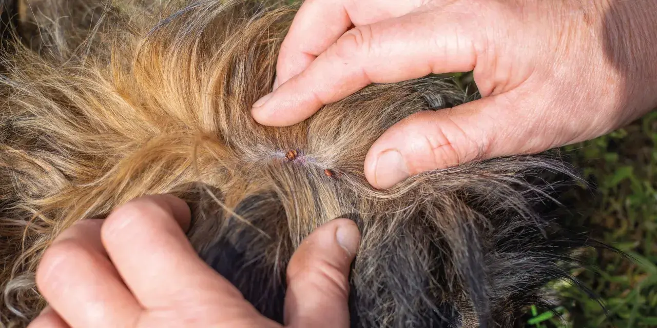 Manos separan el pelaje de un perro para mostrar garrapatas, buscando remedios caseros para pulgas en perros.