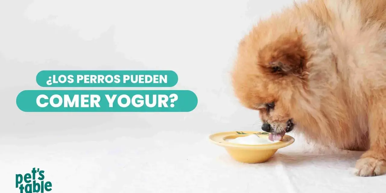 Un perro peludo disfruta de un tazón de yogur. ¿Los perros pueden comer yogur?