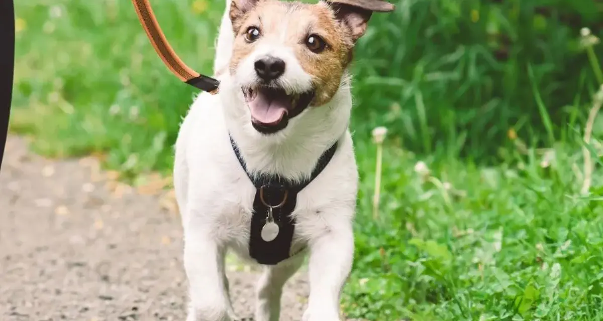 ¡Mi perro se vuelve loco cuando lo saco a pasear! Corre feliz por el sendero, con la lengua fuera y las orejas al viento.