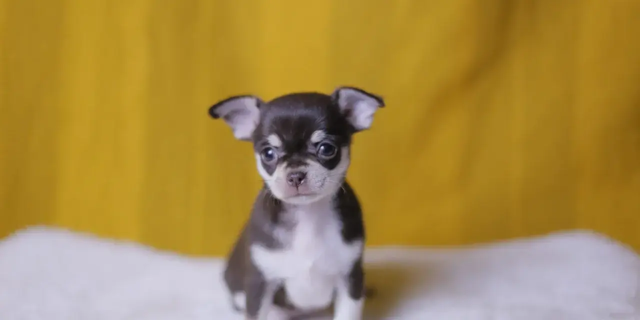 Un adorable cachorro de chihuahua, con su pelaje oscuro y blanco, mira atentamente. Existen varios chihuahua tipos, y este es uno de los más pequeños.