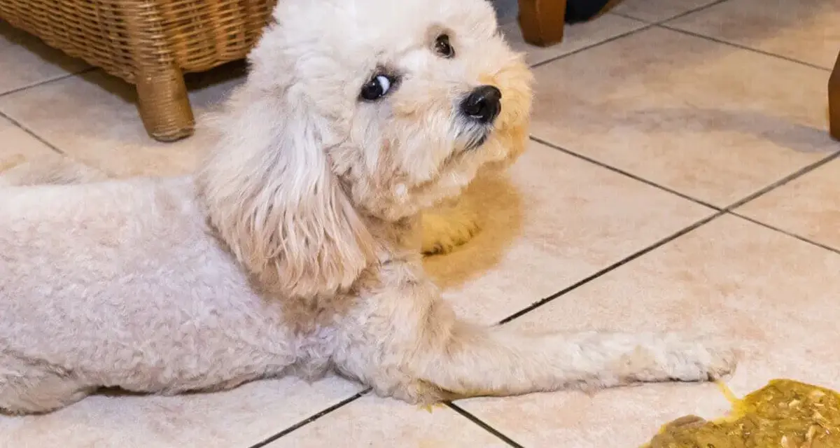 Un perro blanco mira con preocupación al lado de un vómito amarillo en el suelo.