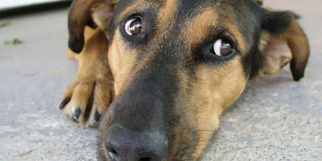 Un perro con grandes ojos de ballena mira con ternura.