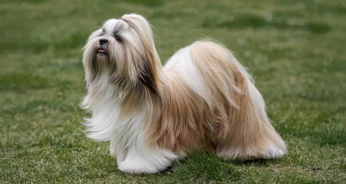 Un elegante lhasa apso con pelaje largo y sedoso, de pie sobre el césped verde, con la lengua ligeramente afuera.