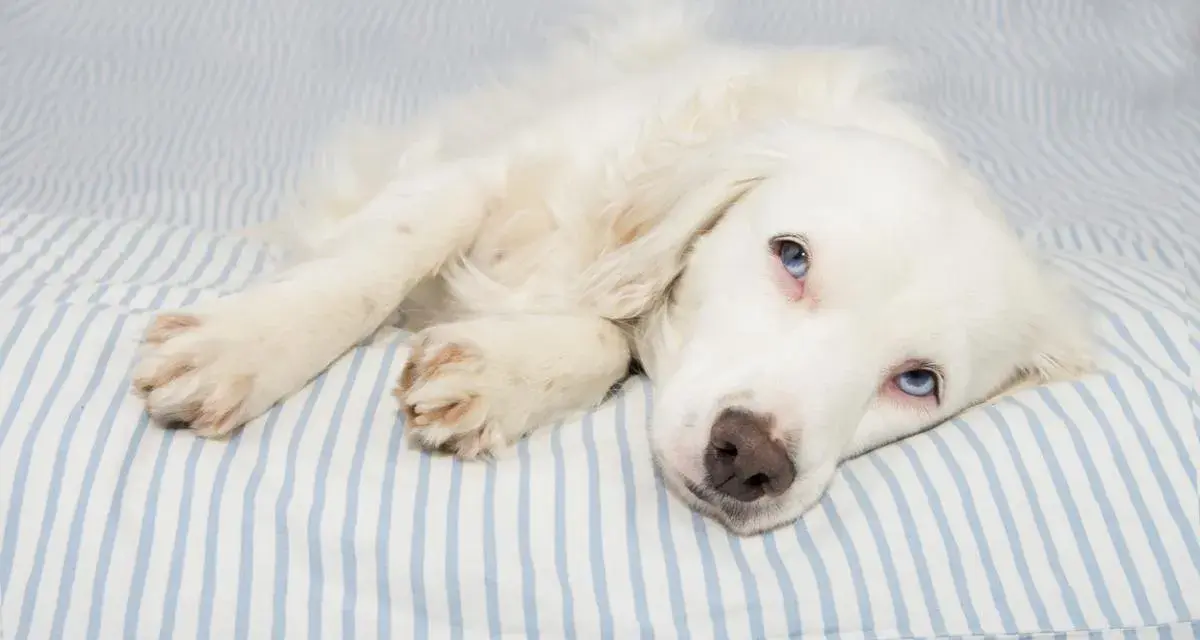 Perro blanco con ojos azules recostado en una cama a rayas. Si tu perro tiene dolor, consulta a tu veterinario sobre si se le puede dar Enantyum a un perro.