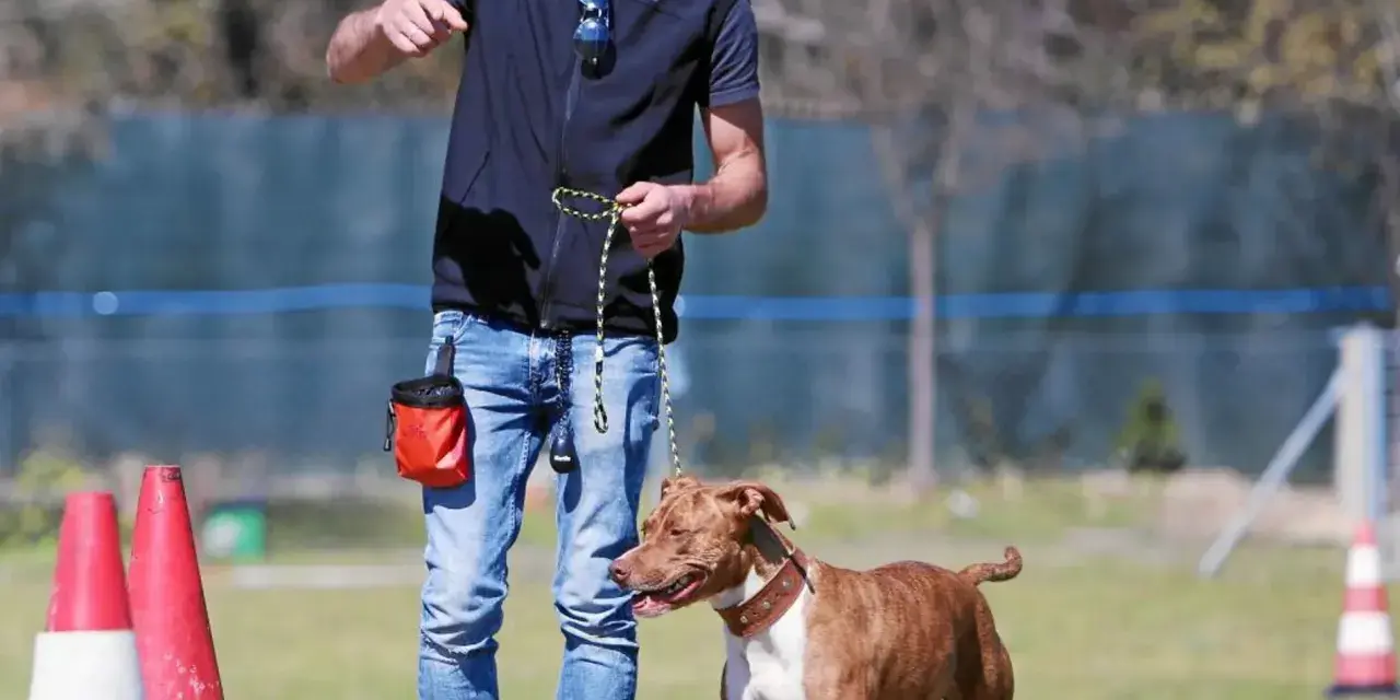 Un adiestrador de perros con una bolsa de premios naranja enseña a un pitbull marrón y blanco en un campo con conos.
