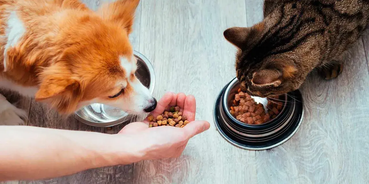 Un perro y un gato comen de sus respectivos cuencos. El perro, de pelaje naranja y blanco, olisquea la mano de una persona que le ofrece comida. El gato, atigrado, se concentra en su cuenco.
