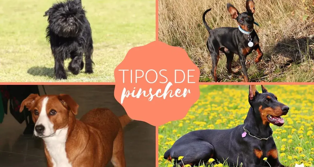 Cuatro tipos de pinscher miniatura: Affenpinscher, Pinscher Miniatura, Austríaco y Dóberman.