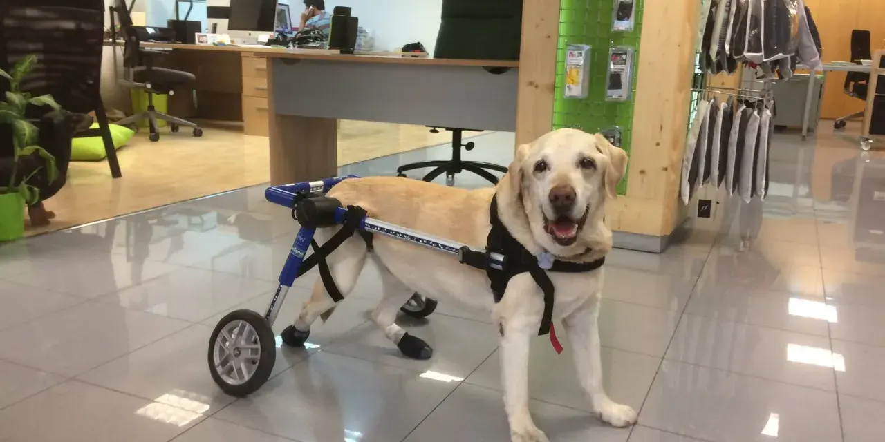 Labrador con carrito ortopédico, parece que mi perro se cae de repente, pero está bien.