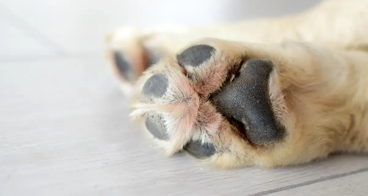 Almohadillas de perro con pelaje claro y almohadillas negras. Busca remedios caseros para hidratar las almohadillas de los perros.