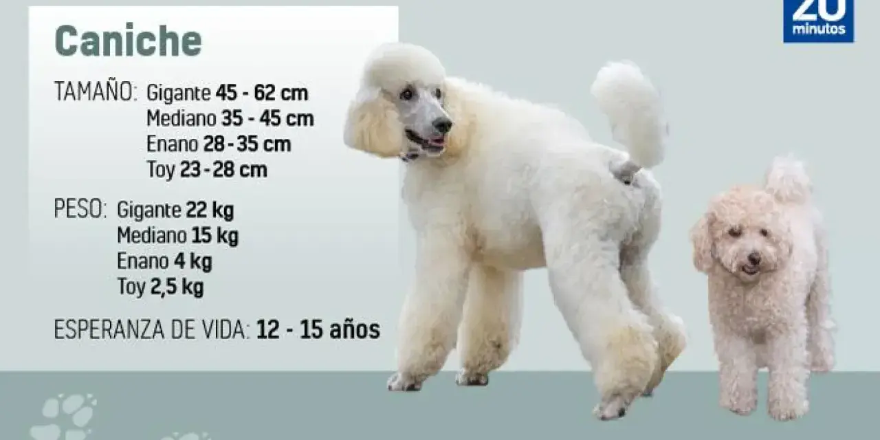 Dos perros caniche, uno grande y blanco, y otro pequeño y beige, posan junto a información sobre su tamaño, peso y esperanza de vida.