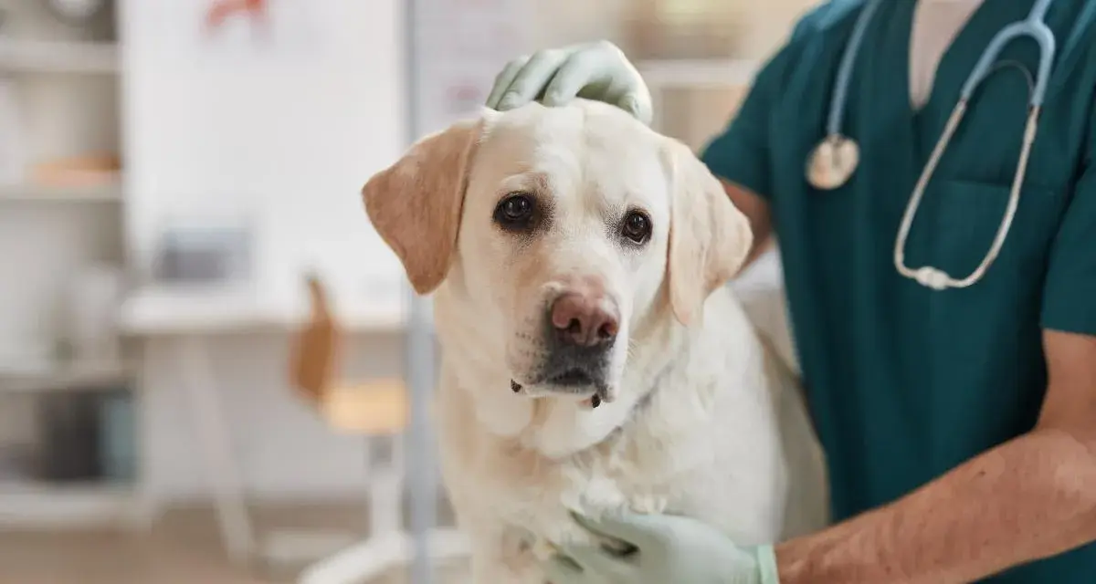 Veterinario examina a un perro con posible **albumina baja en perros**. El can, un labrador blanco, mira a la cámara con preocupación.