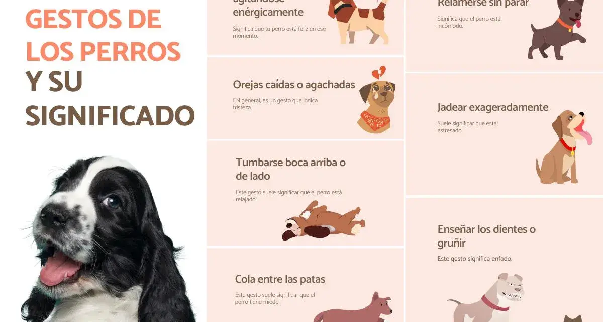 Descubre los 50 gestos de los perros y su significado. Aprende a interpretar el lenguaje corporal canino, desde la cola levantada hasta las orejas caídas.