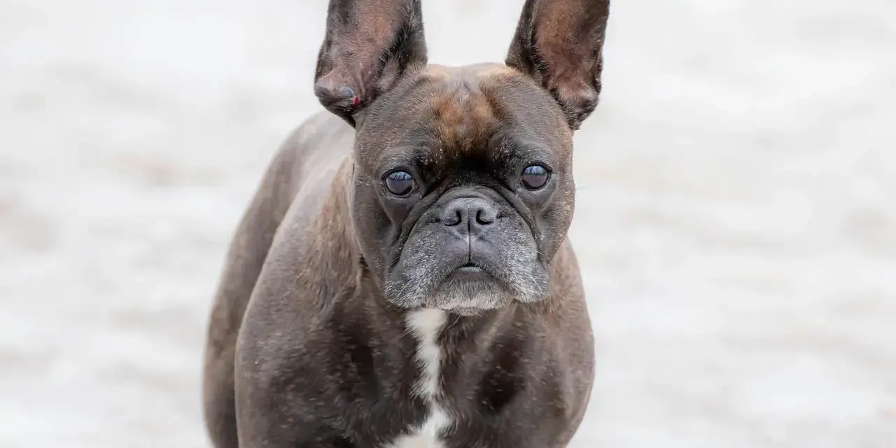 Un adorable bulldog francés con orejas grandes y expresivas mira fijamente.