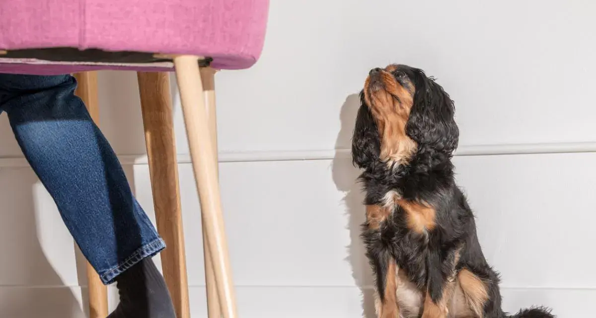 Un perro Cavalier King Charles Spaniel mira hacia arriba, esperando. Mi perro me sigue a todos lados, incluso cuando me siento en una silla rosa.