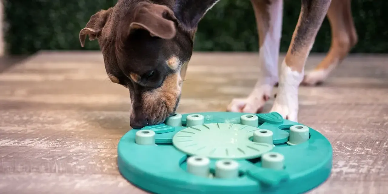 Perro concentrado olfateando un juguete interactivo, ideal para juegos de olfato para perros.