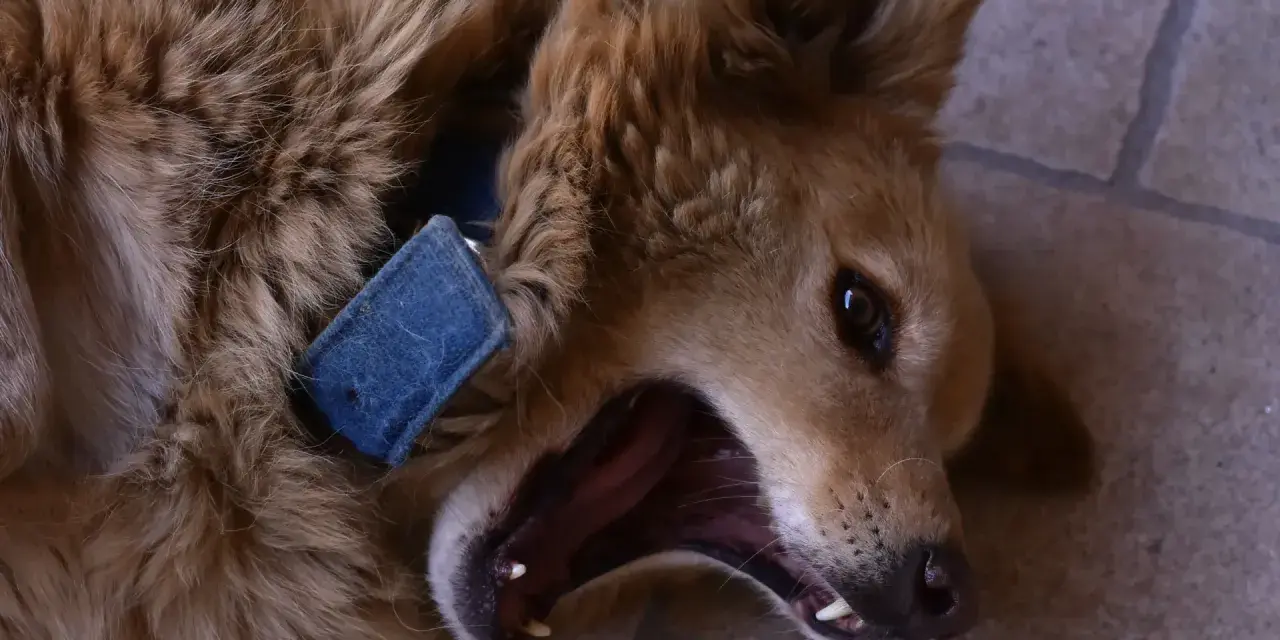 Un perro marrón con collar azul bosteza, mostrando sus dientes. Vivir con un perro reactivo a veces es así de intenso.
