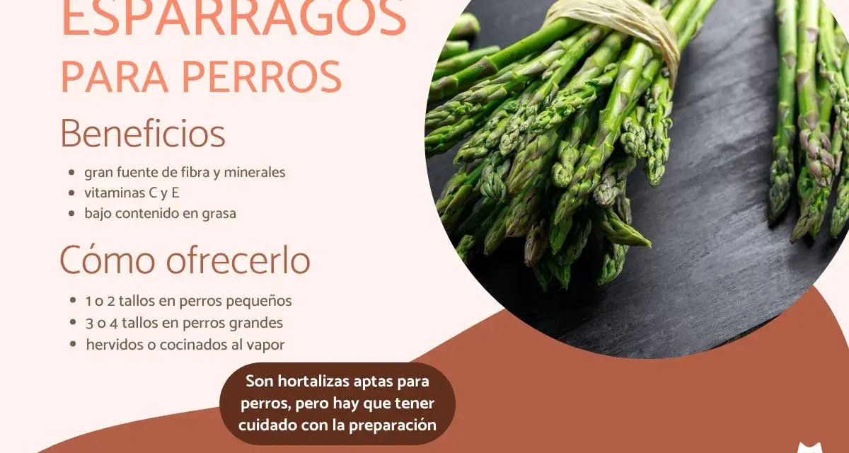 Los perros pueden comer espárragos. La imagen muestra espárragos frescos, indicando sus beneficios y cómo ofrecérselos a tu mascota.